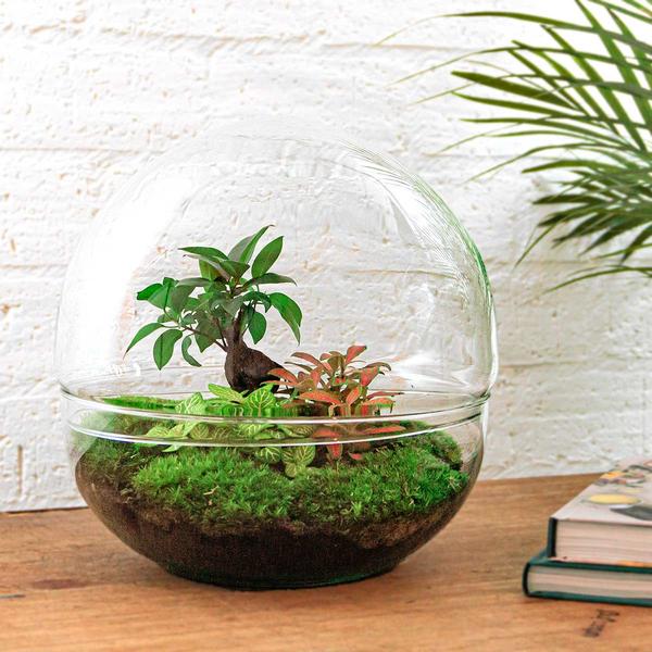 DIY terrarium - Dome XL - Ficus Ginseng Bonsai - ↕ 30 cm - Rake + Shovel  BotanicBridge