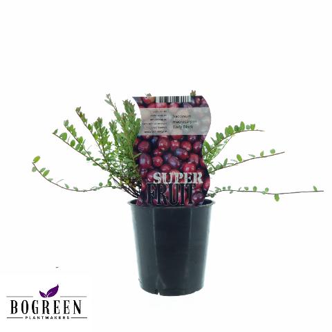 Vaccinium Early Black (Cranberry) - Ø12cm - ↕20cm  BotanicBridge