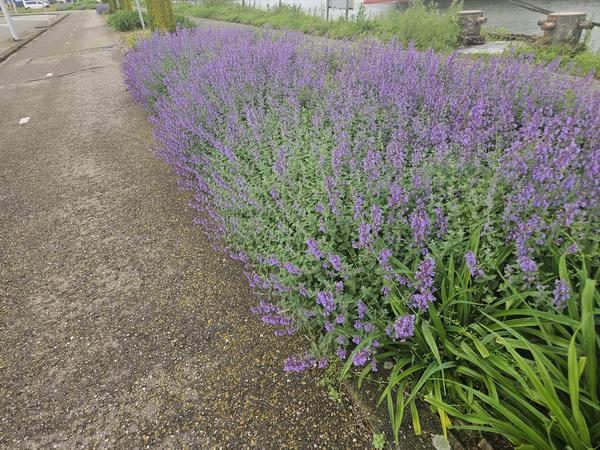 Nepeta 'Walker's Low' - ↕10-25cm - Ø9cm - 12x  BotanicBridge