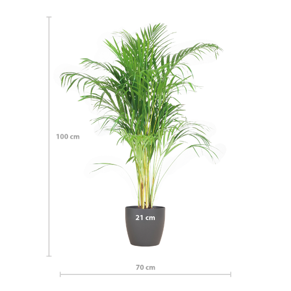 Areca Palm (Dypsis) mit Viber Grijs - 100cm - Ø21  BotanicBridge