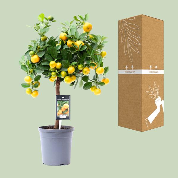 Citrus Calamondin - Ø15cm - ↕45cm  BotanicBridge