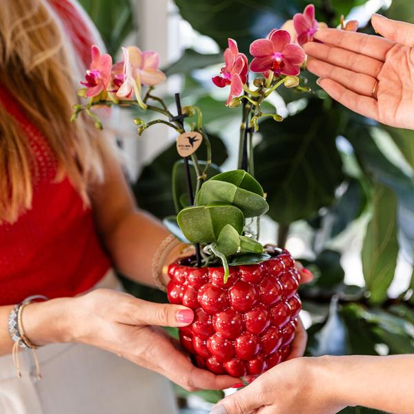 Kolibri Home | Berry pot - Ø9cm  BotanicBridge