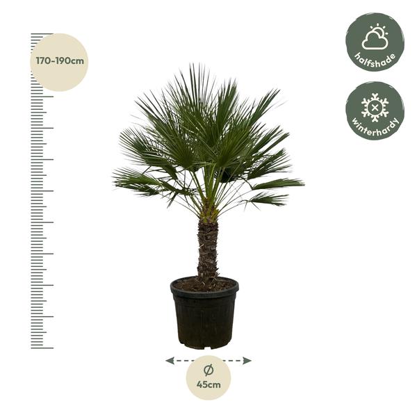 Chamaerops Humilis op stam - 150 cm - Ø45cm  BotanicBridge