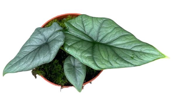 Alocasia Bisma Silver - Ø10,5cm - ↕15cm  BotanicBridge