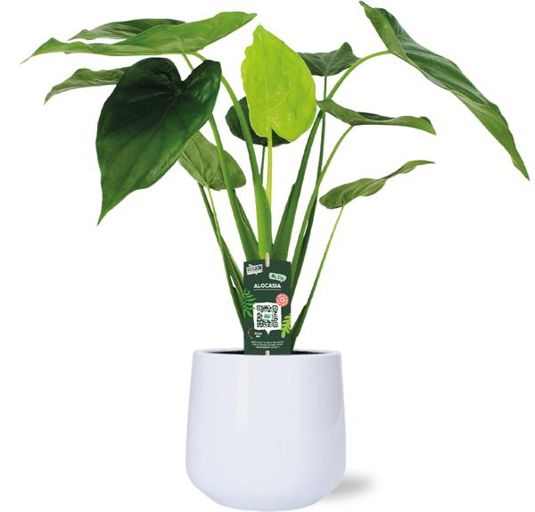 Alocasia Cucullata - Ø19cm - ↕55cm + Puglia Pot D21/23,5x21cm - Wit  BotanicBridge