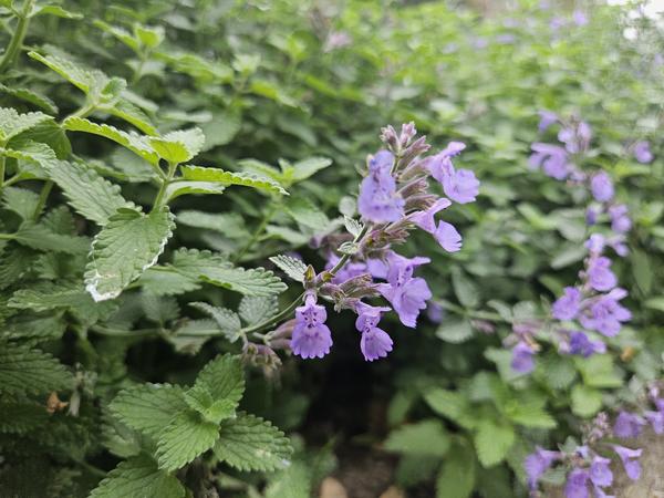 Nepeta 'Walker's Low' - ↕10-25cm - Ø9cm - 12x  BotanicBridge