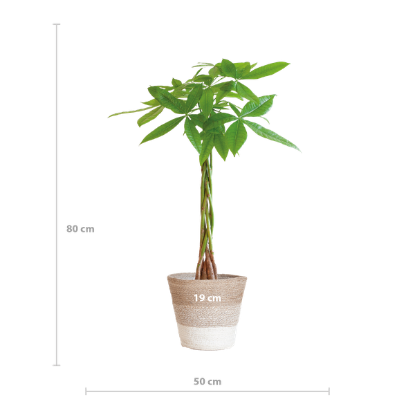 Pachira Aquatica met Mand Lissabon wit - 80cm - Ø21  BotanicBridge