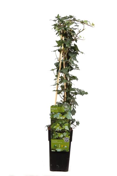 Hedera helix - Ø15cm - ↕65cm  BotanicBridge