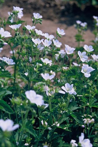 Geranium sang. 'Album' - ↕10-25cm - Ø9cm - 40x  BotanicBridge