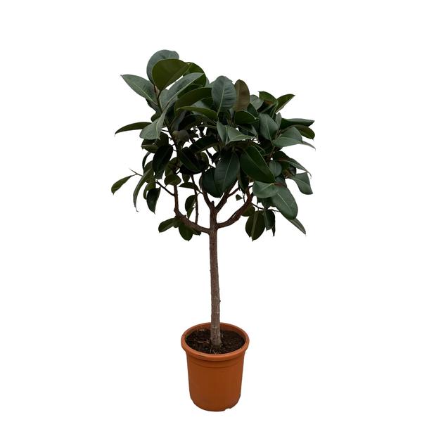 Ficus Elastica Robusta op stam - 200 cm - ø40  BotanicBridge