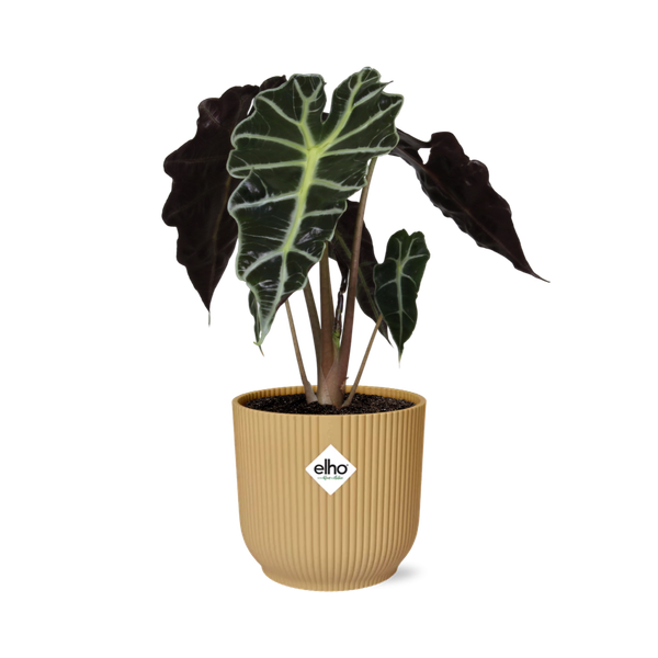 Alocasia ‘Polly’ in ELHO Vibes Fold 14cm geel  BotanicBridge