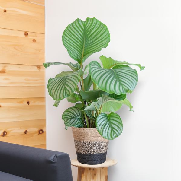 Calathea Orbifolia met Lissabon mand zwart - 65cm - Ø21  BotanicBridge