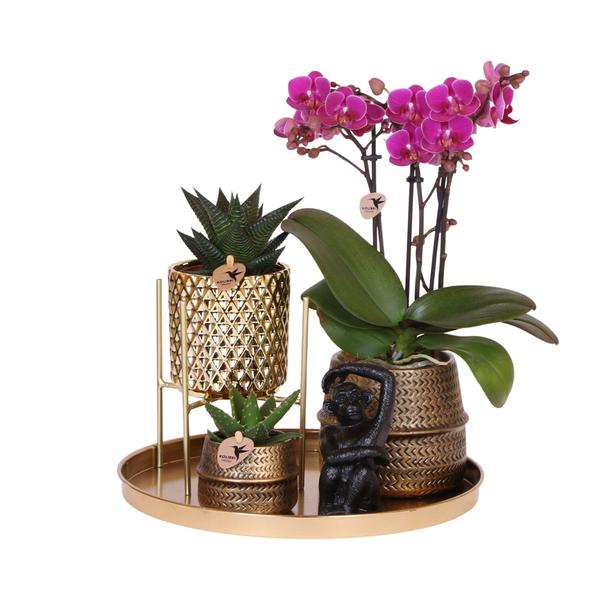 Kolibri Company | Gift set Hotel Chic| Plantenset met paarse Phalaenopsis Orchidee en Succulenten incl. keramieken sierpotten  BotanicBridge