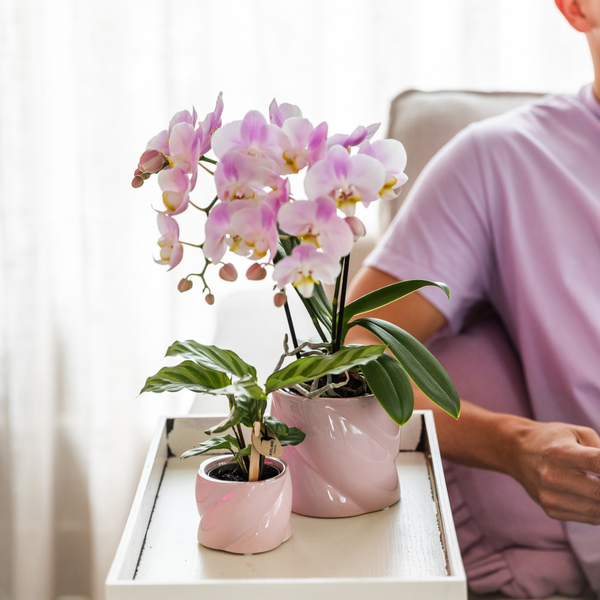 Kolibri Greens | Groene plant - Calathea -  groene kamerplant - vers van de kweker - Ø6cm  BotanicBridge