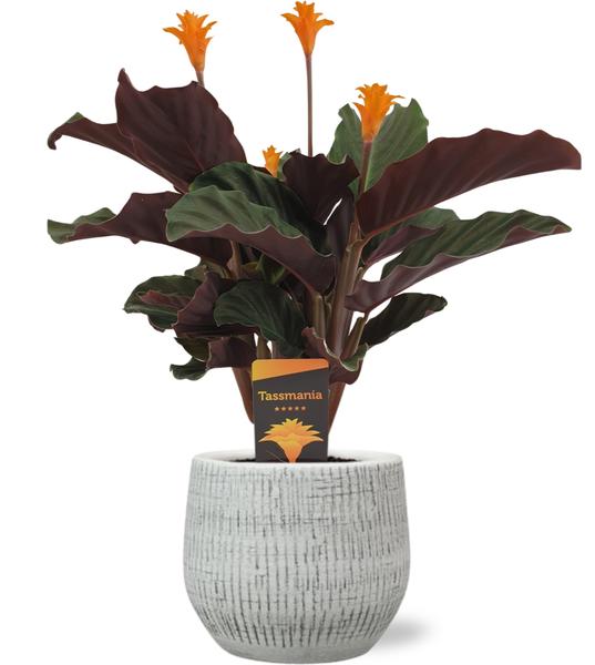 Calathea Crocata - Ø14cm - ↕40cm + Ryan Pot D15x13cm - Wit  BotanicBridge