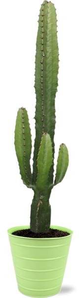 Euphorbia Acrurensis - Ø17cm - ↕50cm + Bodhi Pot D18x17cm - Groen  BotanicBridge