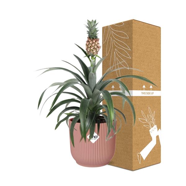 Ananas Mi Amigo in ELHO Vibes Fold 14cm roze  BotanicBridge