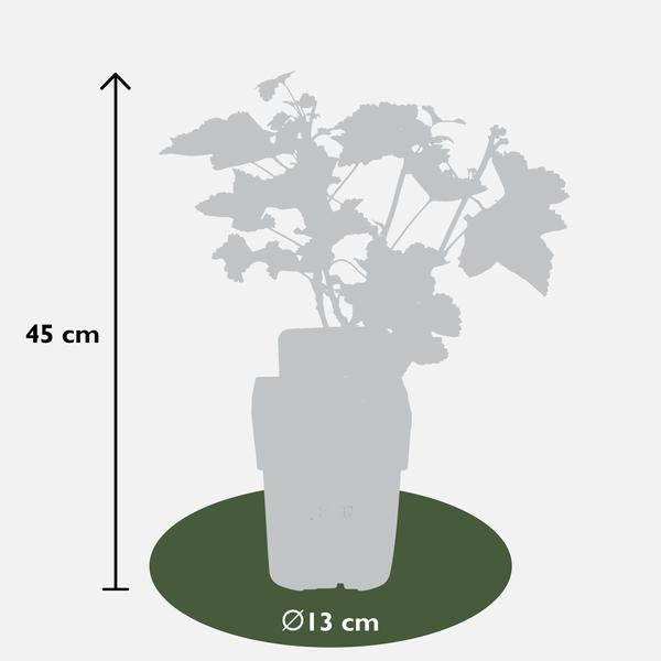 Ribes rubrum 'Jonkheer van Tets' - Aalbes - Ø13cm - ↕45cm  BotanicBridge