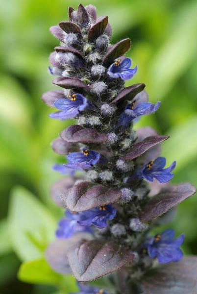 Ajuga reptans 'Catlin's Giant' - ↕10-25cm - Ø9cm - 12x  BotanicBridge