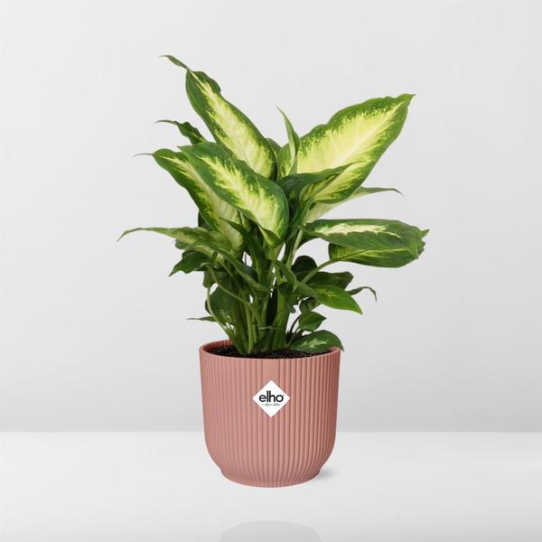 Dieffenbachia ‘Camilla’ in ELHO Vibes Fold 14cm roze  BotanicBridge