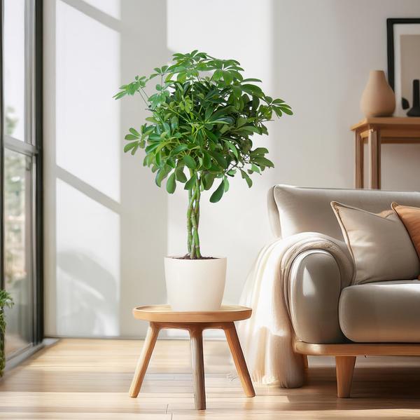 Schefflera Arab Nora met Viber wit  - 70cm - Ø21  BotanicBridge