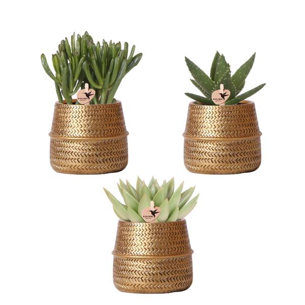 Kolibri Greens | Planten set - met 3 succulenten mix - incl. keramieken sierpotten | potmaat Ø9cm  BotanicBridge