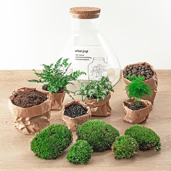 DIY terrarium - Sam XL - ↕ 35 cm - Normal  BotanicBridge