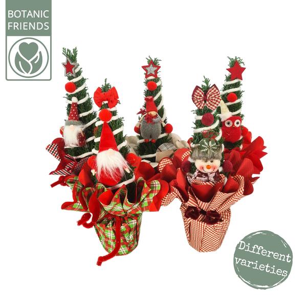 Chamaecyparis Ellwoodii Christmas Friends ® - Ø11cm - ↕35cm  BotanicBridge