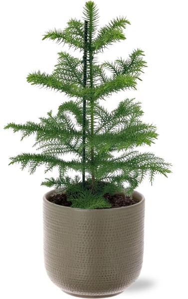 Araucaria Heterophylla - Ø14cm - ↕40cm + Aresso Pot D15,5x14,5cm - Grijs Groen  BotanicBridge