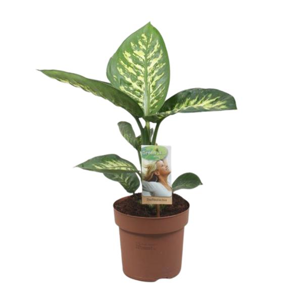 Dieffenbachia Tropic Snow - Ø17cm - ↕60cm  BotanicBridge