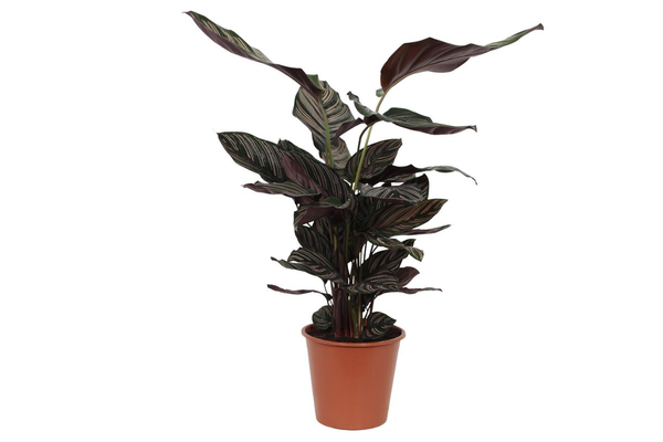 Calathea Sanderiana - 80 cm - Ø19cm  BotanicBridge