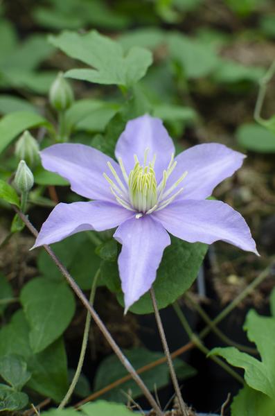 Clematis Justa - Ø15cm - ↕65cm  BotanicBridge