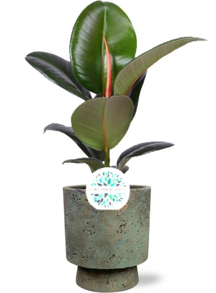 Ficus Elastica Robusta - Ø17cm - ↕65cm + Pot Aily D19x23cm - Groen  BotanicBridge