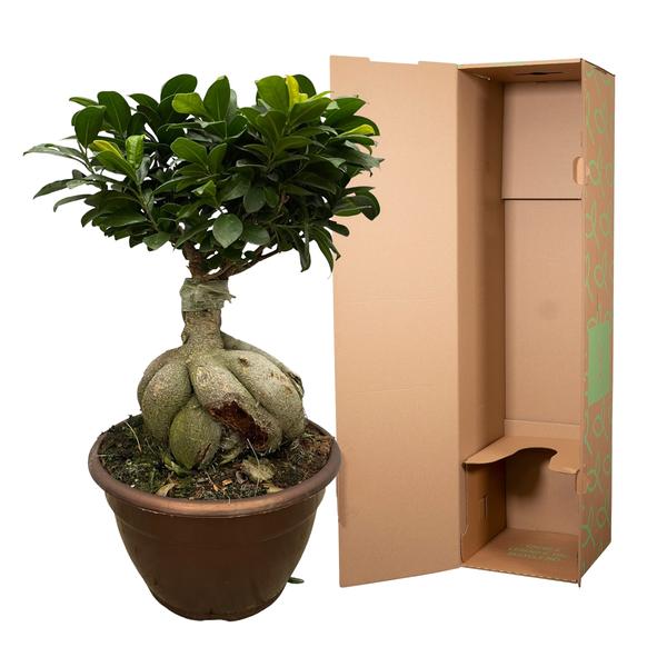 Ficus Microcarpa Ginseng - 50 cm - Ø25cm  BotanicBridge