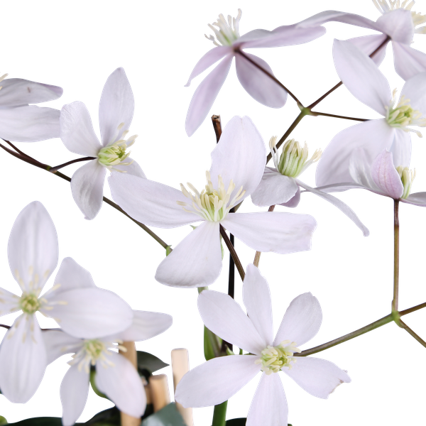 Clematis armandii Apple Blossom - Groenblijvende Clematis Lichtroze - Ø15cm - ↕65cm  BotanicBridge