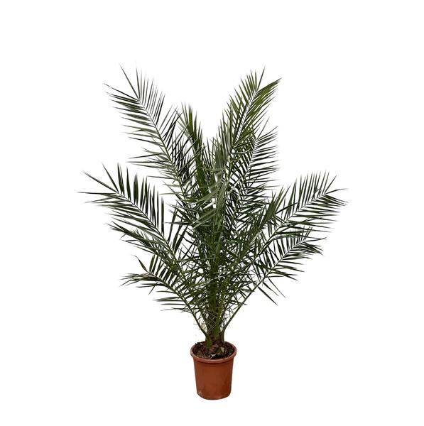 Phoenix Canariensis - 180 cm - Ø24cm  BotanicBridge