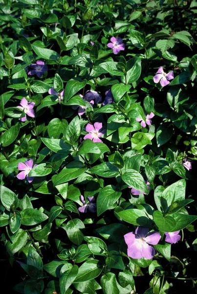 Vinca major - ↕10-25cm - Ø9cm - 40x  BotanicBridge