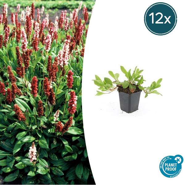 Persicaria aff. 'Darjeeling Red' - ↕10-25cm - Ø9cm - 12x  BotanicBridge