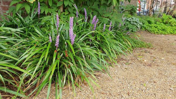 Liriope muscari 'Ingwersen' - ↕10-25cm - Ø9cm - 40x  BotanicBridge