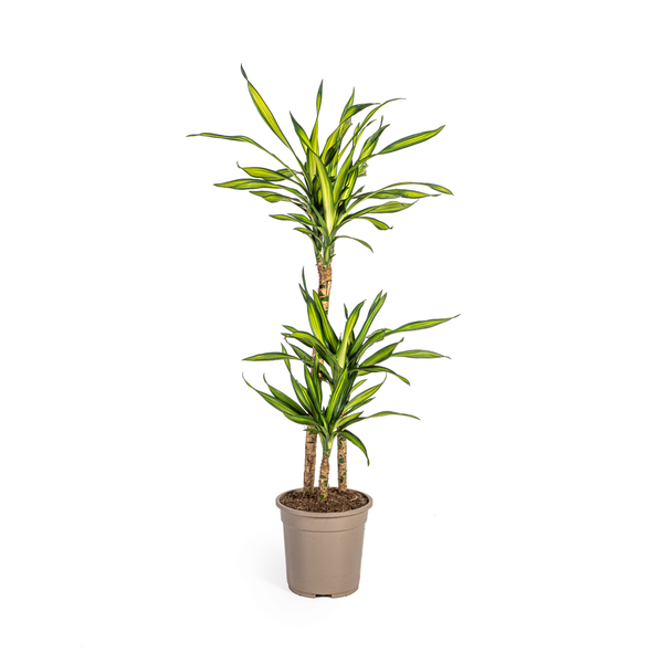 Dracaena Deremensis Rikki Ø21cm - ↕100cm  BotanicBridge