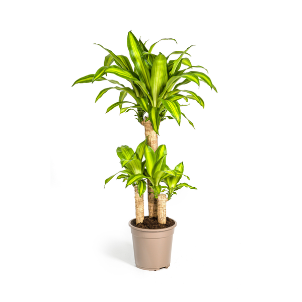 Dracaena Fragrans Massangeana Ø21cm - ↕100cm  BotanicBridge