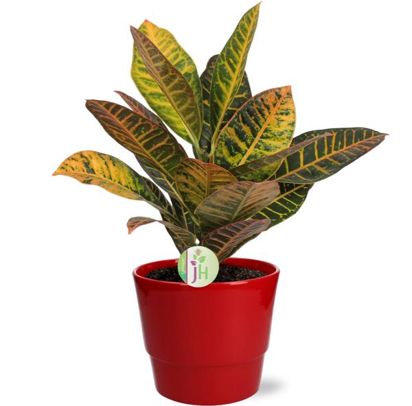 Codiaeum Petra - Ø17cm - ↕45cm + Pot Basic D18x15cm - Rood  BotanicBridge