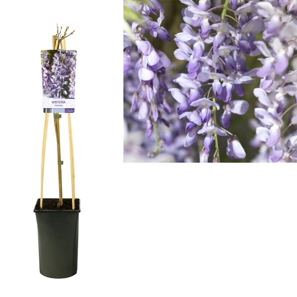 Wisteria Sinensis - Ø17cm - ↕75cm  BotanicBridge