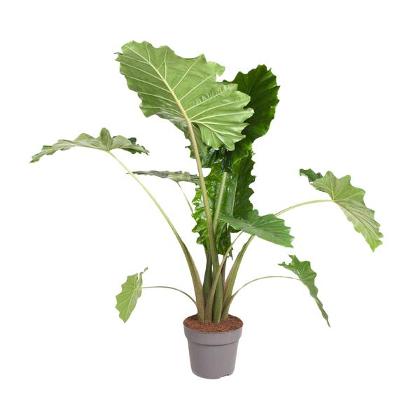 Alocasia Portodora - 120 cm - ø32  BotanicBridge