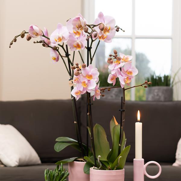 Kolibri Home | Glazed bloempot - Roze keramieken sierpot met glans - Ø12cm  BotanicBridge