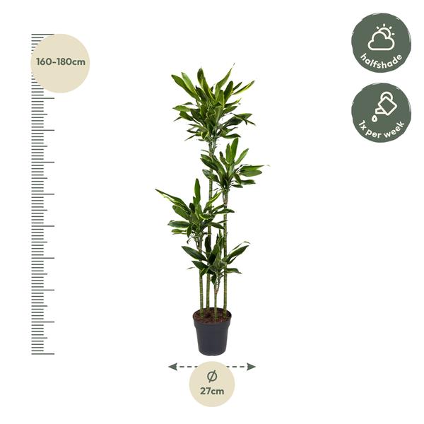 Dracaena Golden Coast - 170 cm - ø27  BotanicBridge