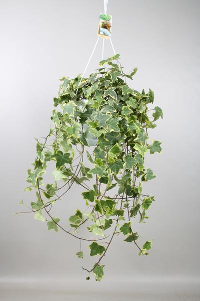 Hedera Helix Gold Child - Hang/XXL - Ø24cm - ↕cm  BotanicBridge