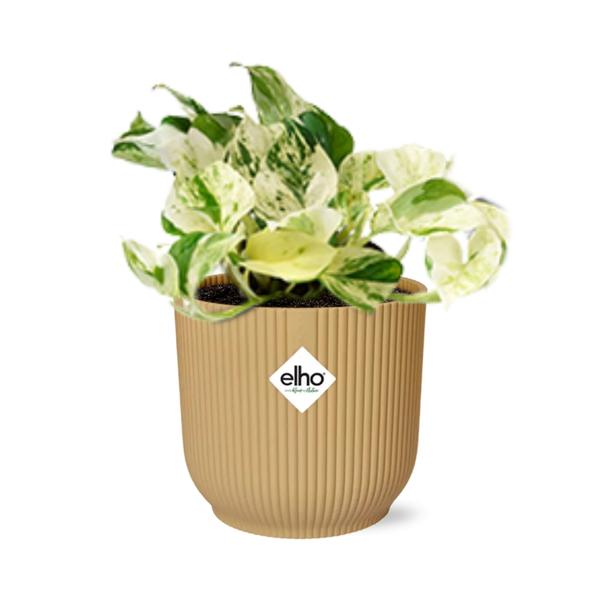 Epipremnum Pinnatum Happy Leaf in ELHO Vibes Fold 14cm geel  BotanicBridge