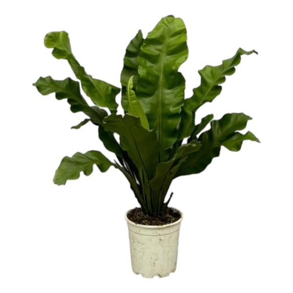 Asplenium Nidum - 80 cm - Ø21cm  BotanicBridge