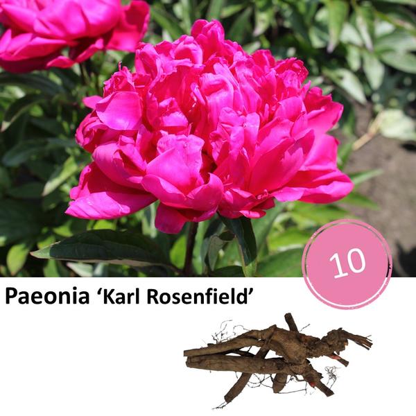 Paeonia 'Karl Rosenfield' - 10x  BotanicBridge